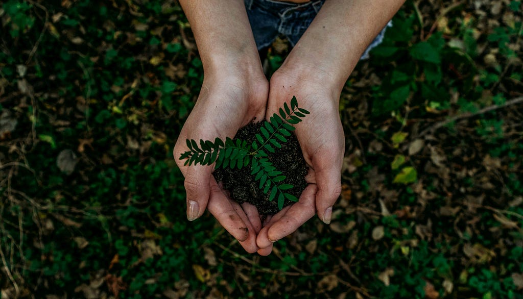 Hands gently holding a small mound of soil with a young green plant sprouting, set against a background of leafy ground cover, symbolizing growth and sustainability.